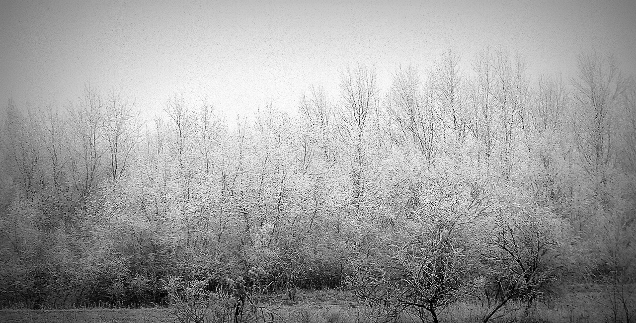 msb008:  Snowfall on 15/03/2013. Quite unexpected.