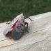 angelicguy:crusader-kings:trichoglossus:crusader-kings:Here’s a reminder to kill this fucker with no hesitation if you see them!For context: this is a spotted lanternfly, it is highly invasive in the US, and causes damage to crops and plants. If