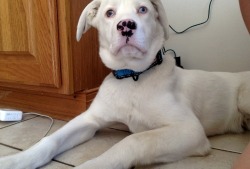 oxeanvibes:  Can you believe they were going to put me down? I’m just four months old. My only issue is I’m Deaf! But that doesn’t mean I’m not a sweetheart. Mommy loves me so much, so does Daddy. They say I’m the greatest dog in the world..