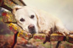 roldam:  (via I Photograph My Dog Mali Enjoying