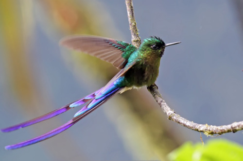 tiz-aves: [Species] | Violet-tailed sylphThe violet-tailed sylph (Aglaiocercus coelestis) is a highl