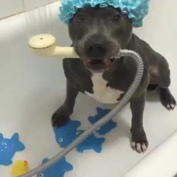 awwww-cute:  Vicious pit bull taking a vicious