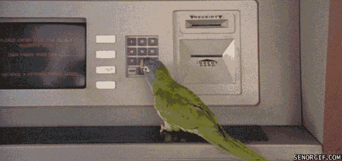becausebirds:  Running errands at the bank.