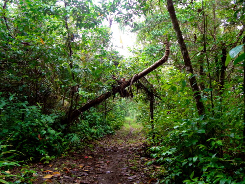 Tortuguero, Costa Rica