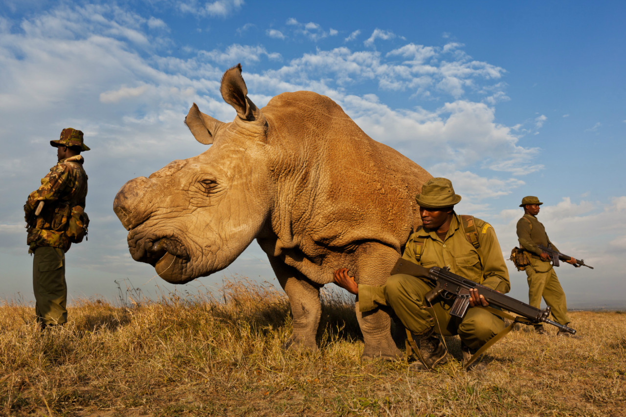 nubbsgalore:  september 22 is world rhino day, meant to raise awareness about the