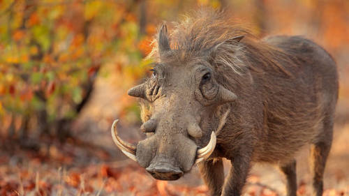 Warthog Phacochoerus africanusSource: Here