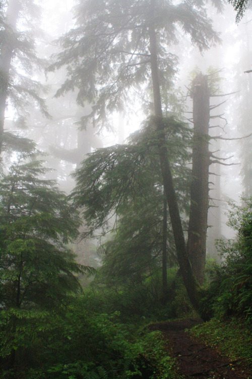 bright-witch: Oregon Coast Temperate Forest, photographed by me.