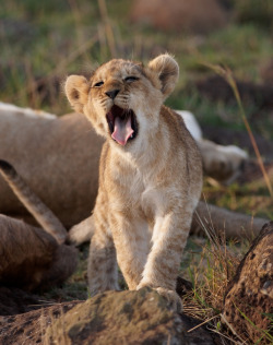 bigcatslions:  Photography Olivier DELAERE Paradise