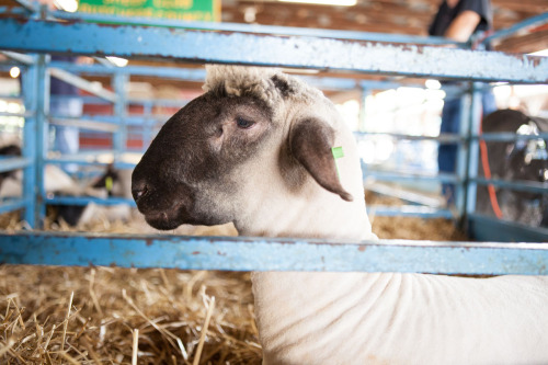 Dutchess County Fair