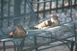 birdworlds:  Oh you know, just waiting for the bus (young coopers hawks) 