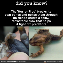 did-you-kno:  The ‘Horror Frog’ breaks