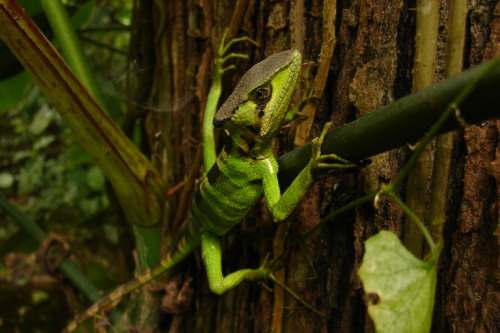 Laemanctus longipes.