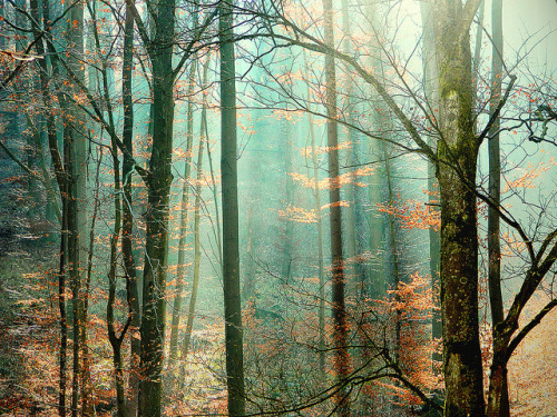 in this forest we will find elves by ♦ Peter & Ute Grahlmann ♦ on Flickr.