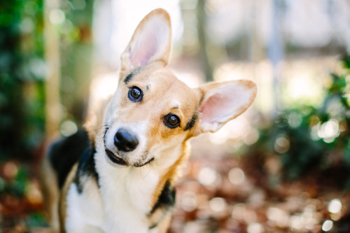 grapeonavine:  The cutest.