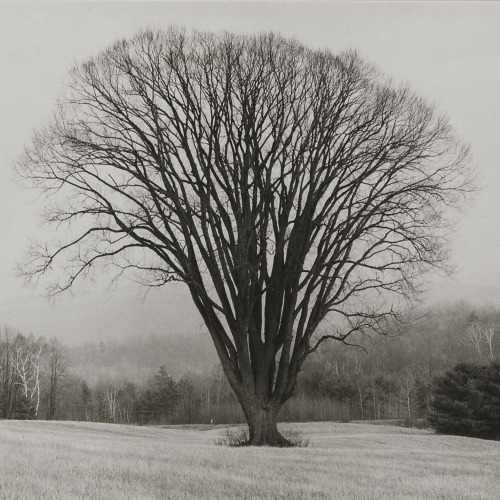 fragrantblossoms:     Ralph Steiner.  Tree