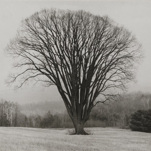 fragrantblossoms:     Ralph Steiner.  Tree in Pasture, 1960. 