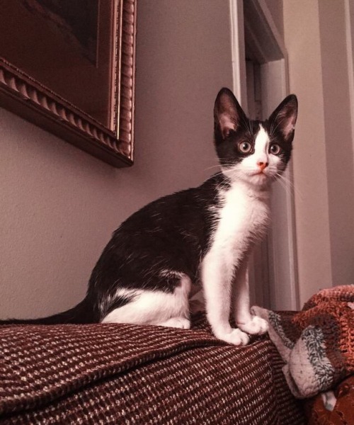 MonStar hasn’t been doing anything weird or cute lately, so here is one of her baby pictures. 