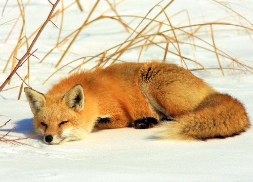 wolverxne:Photographer  Jerry Hull captured these adorable images of this female Red Fox known as “Chloe” playing, stretching and sleeping in the snow.  