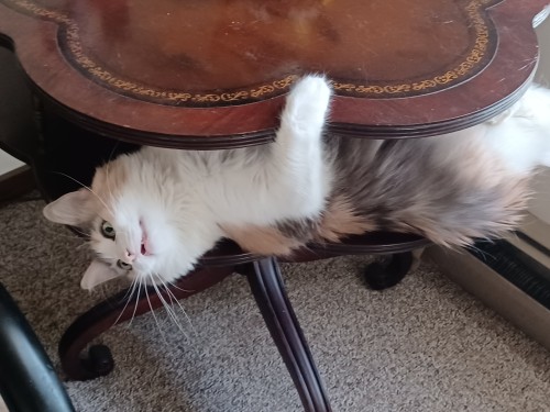I Need To See Your Cat, Please Show Me The Creechure Who Inspired Your Cat Drawings