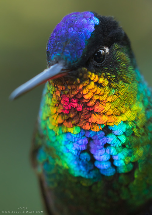 culturenlifestyle:Zooming in on the Fiery-Throated HummingbirdBritish Columbia based photographer Je