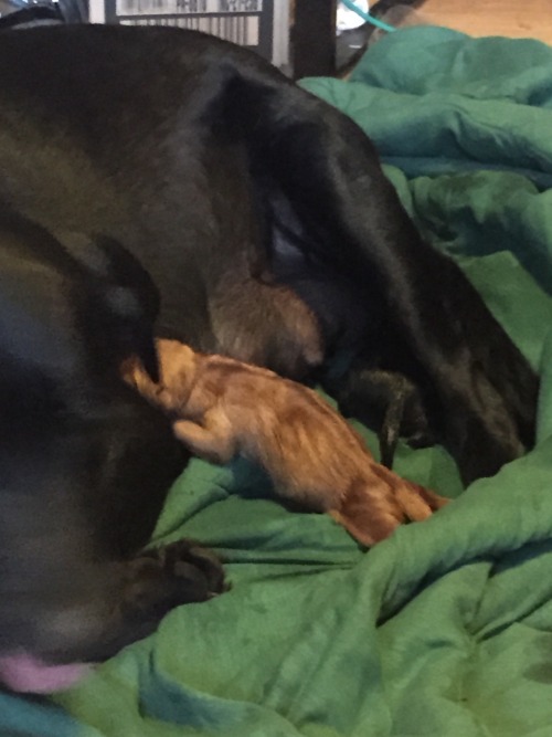 Roommates dog is having puppies 😀😁😍