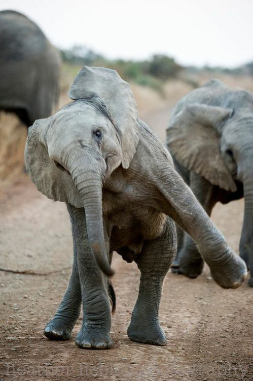 The Daily Elephant