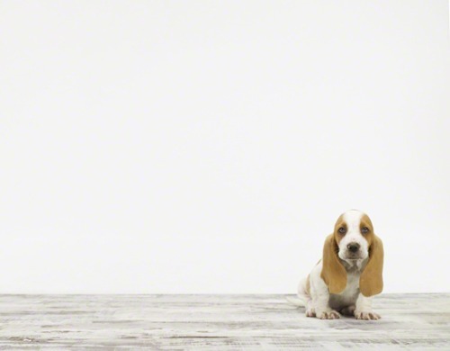 Baby Animal Posts