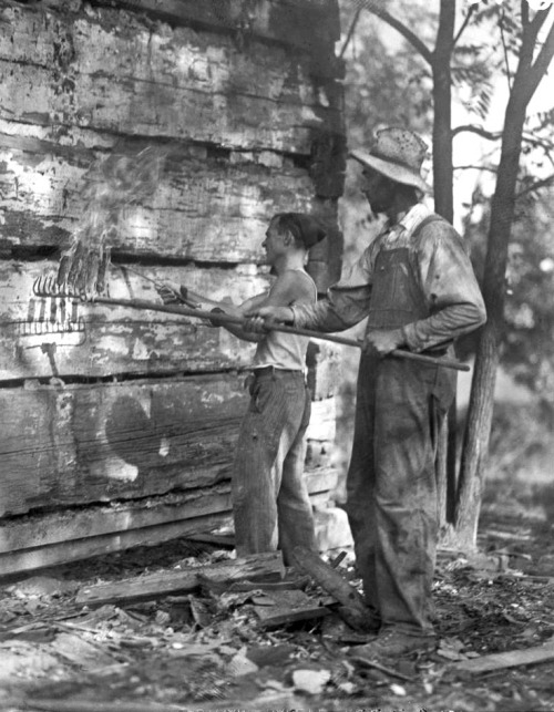 smoking bees from cabin, Indiana, 1933