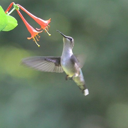 “The hummingbirds have arrived,beating their invisible wings beyond the windowwhere buds are beginni
