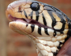 offendedreptiles:  The Black Forest Cobra aka the angriest snake of all time. [x][x][x][x]