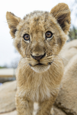 kingdom-of-the-cats:  Cub with big eyes! (by Tambako the Jaguar) 