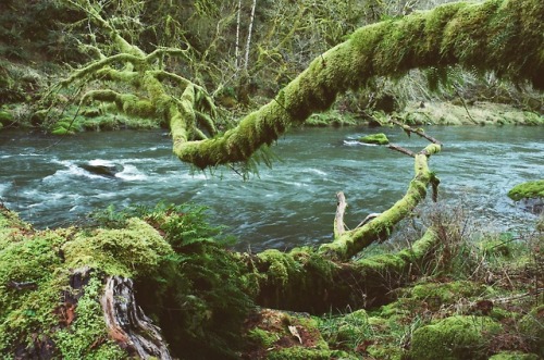 Steelheading on 35mm - 1 of 2Oregon2018