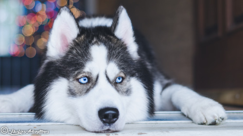 huskiesadventures:  Pondering  