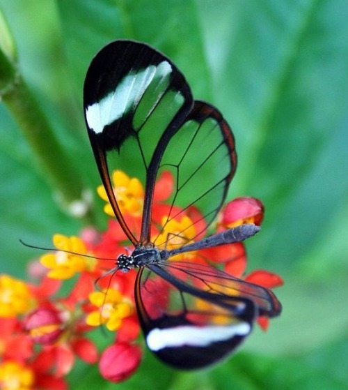 herefortheholidays: Glass Butterfly