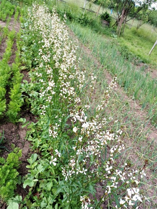 I don’t like to let my arugula flower, yet here we are, again.