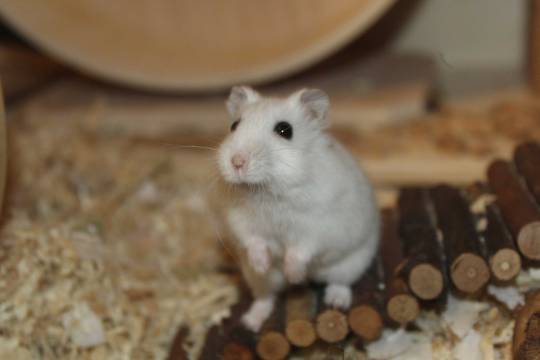 10 Steps To Care For Your Hamster (long post!)