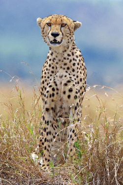 atraversso:  WildLife - By Mark Bridger