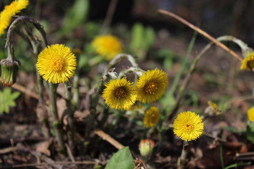  Tussilago farfara (coltsfoot).