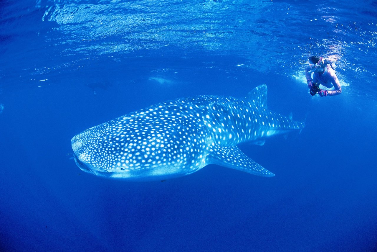 Swimming with giants (Whale Shark, Ningaloo Marine Park, Australia)