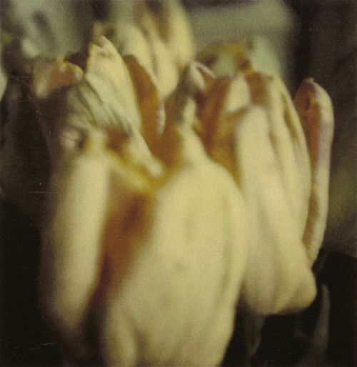 loralain:  Cy Twombly, Tulips, Rome 1985 