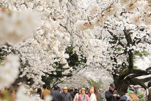 tokyoghosts:cherry blossoms by K. Zetterlund on Flickr.