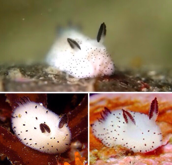 Have you heard about the slug bunnies? ovo they are found in Japan. I personally