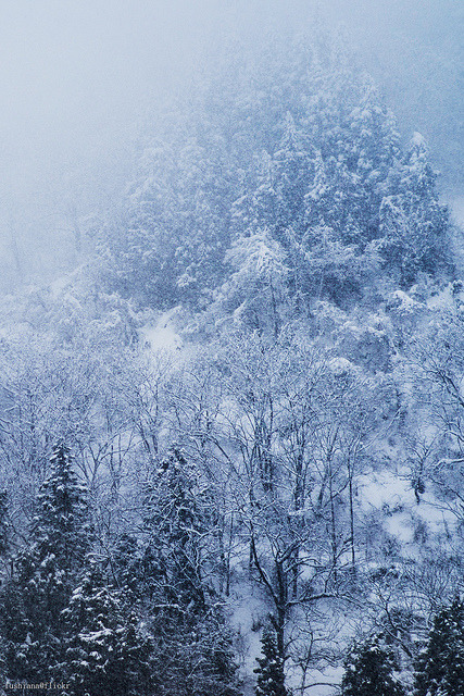 snow forest by fushiana on Flickr.