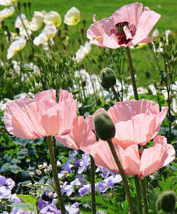 fotofreddy: Own picture:  pink poppies