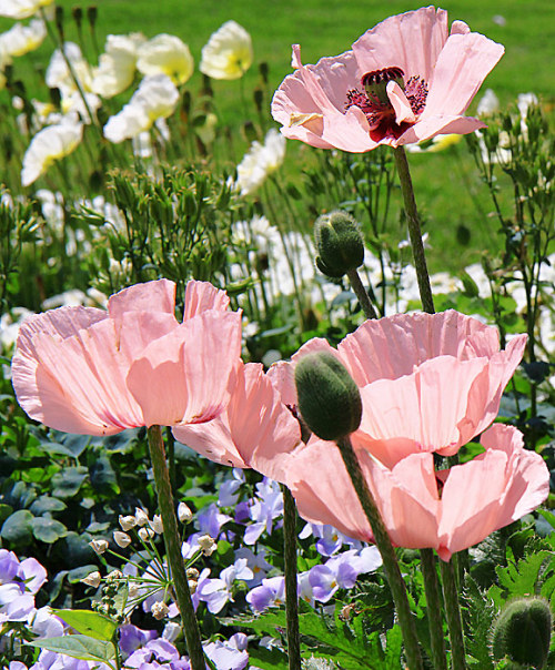 fotofreddy:Own picture:  pink poppies