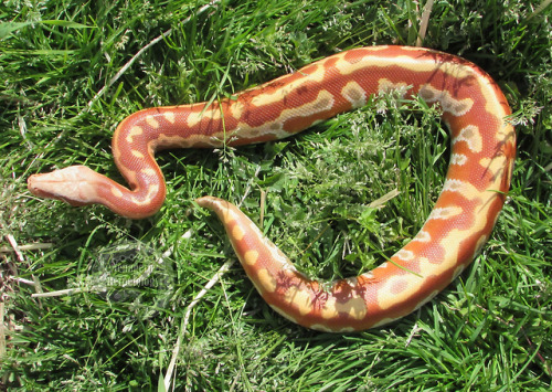 menagerieherpetology:Jubilee, T+ Albino blood python (Python brongersmai).