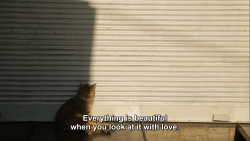 shittowatch:Kedi (2016)