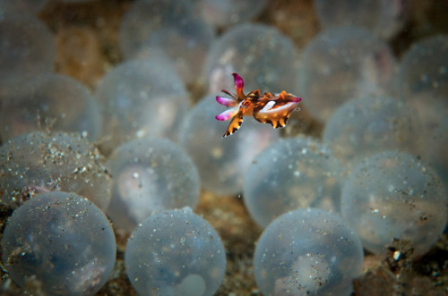 trynottodrown:  A baby Flamboyant Cuttlefish hatchling only a few seconds old, after it had hatched from its egg sac. (via) 