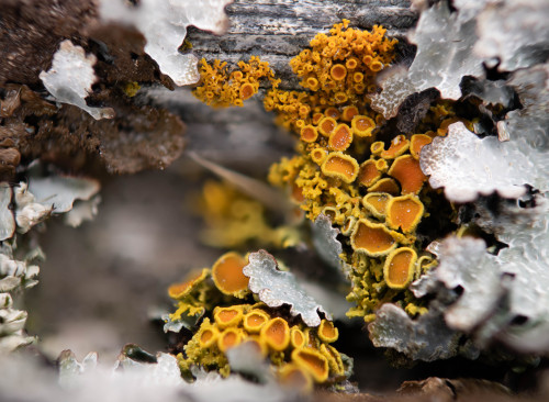 Maritime Sunburst Lichen