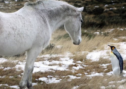 canadianbeerandpostmodernism:At the Cape Pembrokeshire Nature Reserve in the Falkland Islands, a ver